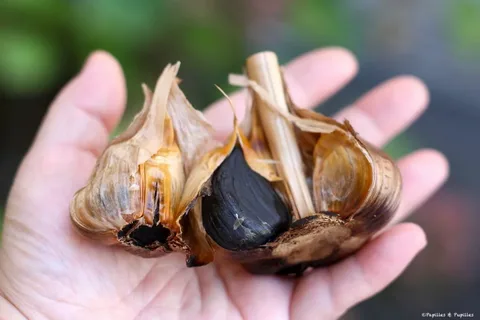 سیر سیاه خام تازه و خوشمزه با بسته‌ بندی شکیل